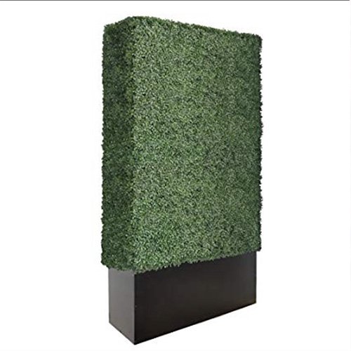 Hedge Boxwood 4’x8’