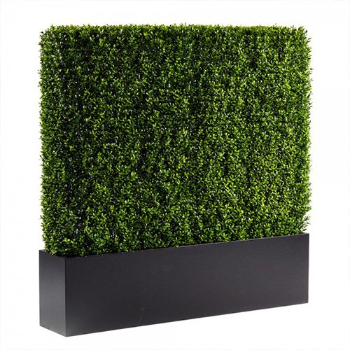 Hedge Boxwood 4’x4’